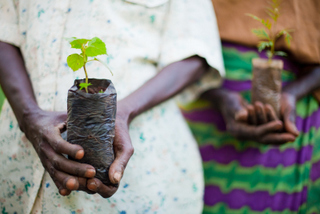 The Green Belt Movement has helped women in Kenya plant over 51 million trees. Image courtesy of Lynn Johnson/Ripple Effect Images.