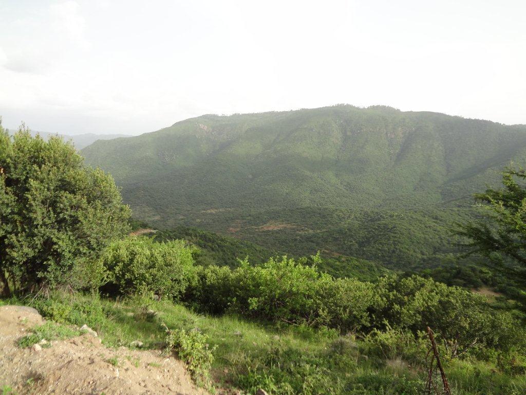 An aerial view of Kirisia forest 