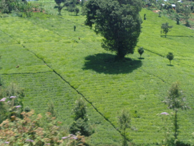 Tea farms in Kiarutara sub-location