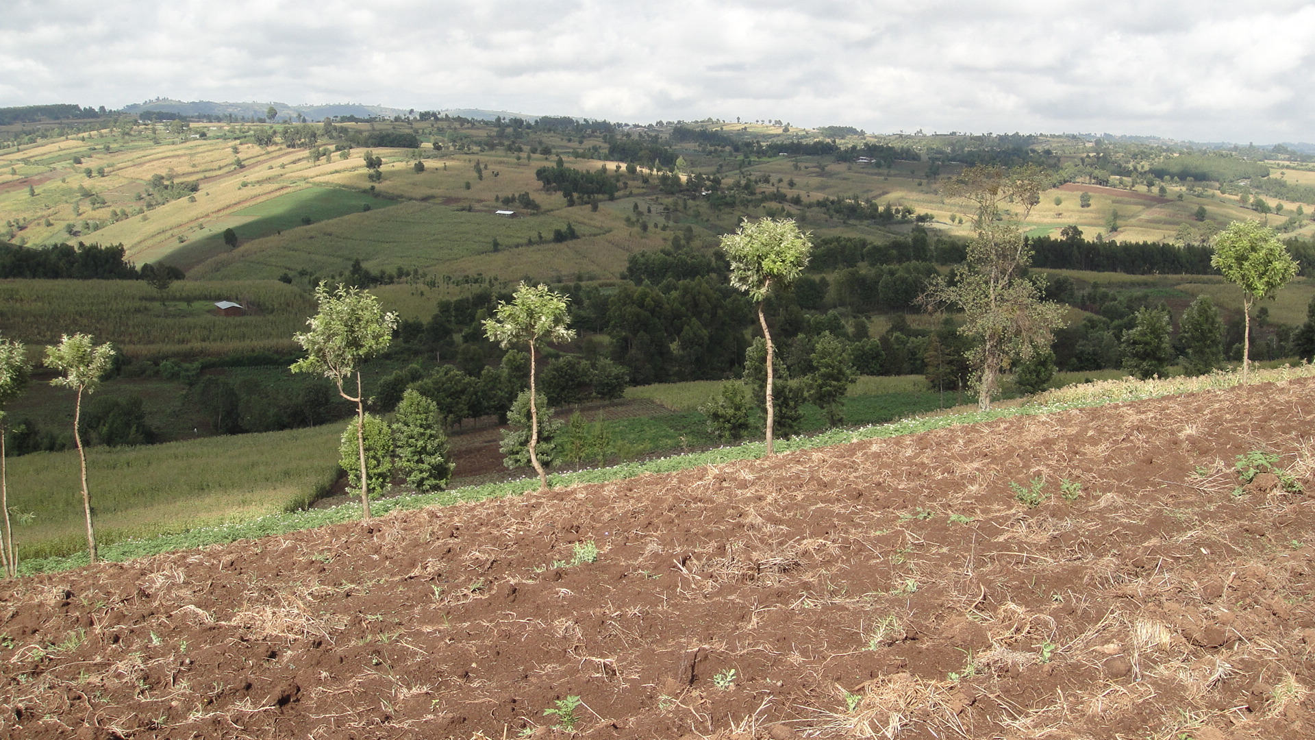 A cleared section of the Mau Forest Complex