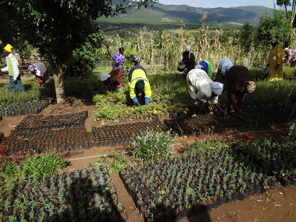 GBM works with a voluntary network of women and their families who form community groups and establish tree nurseries. To date, over 50 million trees have been planted across the country