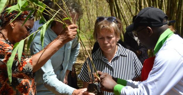 The “Community Bamboo model for Kenya” aims at generating sustainable income for smallholder farmers and their households