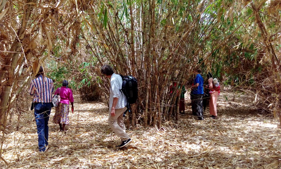 Solid-stemmed bamboo\Oxytenanthera Abyssinica is the species grown