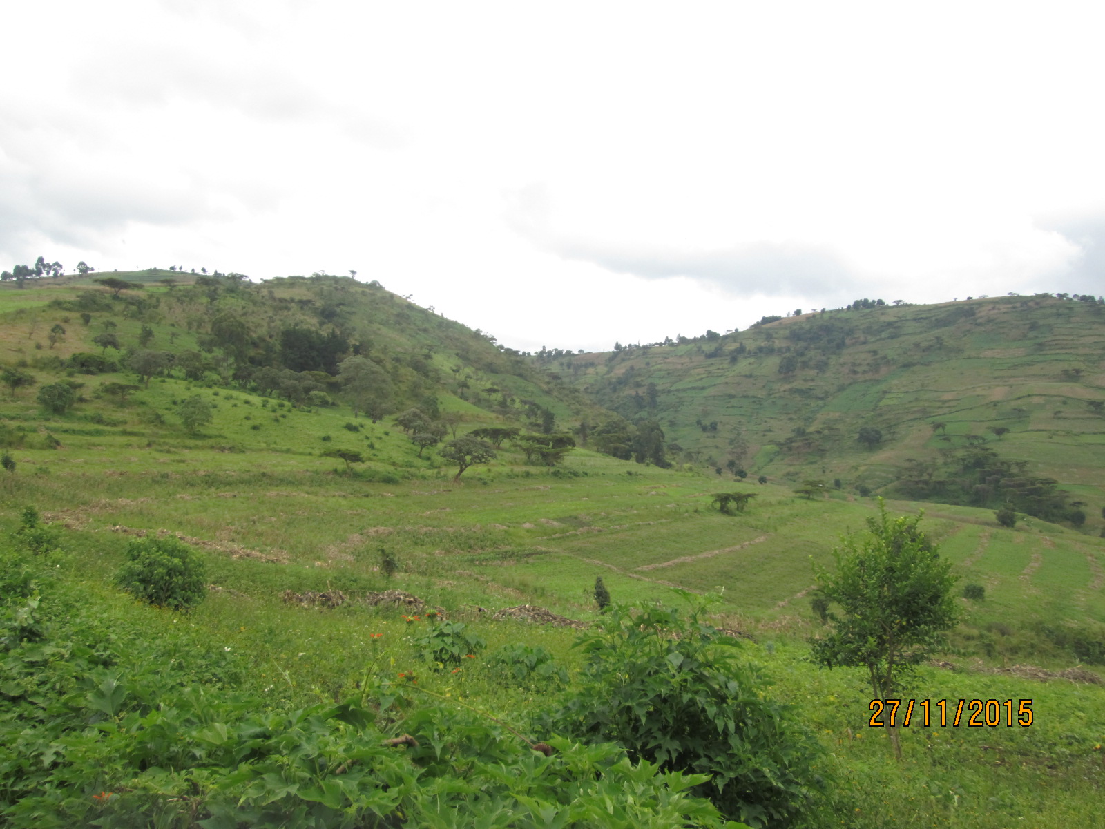 Deforestation is the biggest cause of landslides in Cherangany Hills.