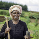 Restoration of degraded watersheds of key water towers in Kenya in Mau and Mount Elgon Forest Ecosystems.