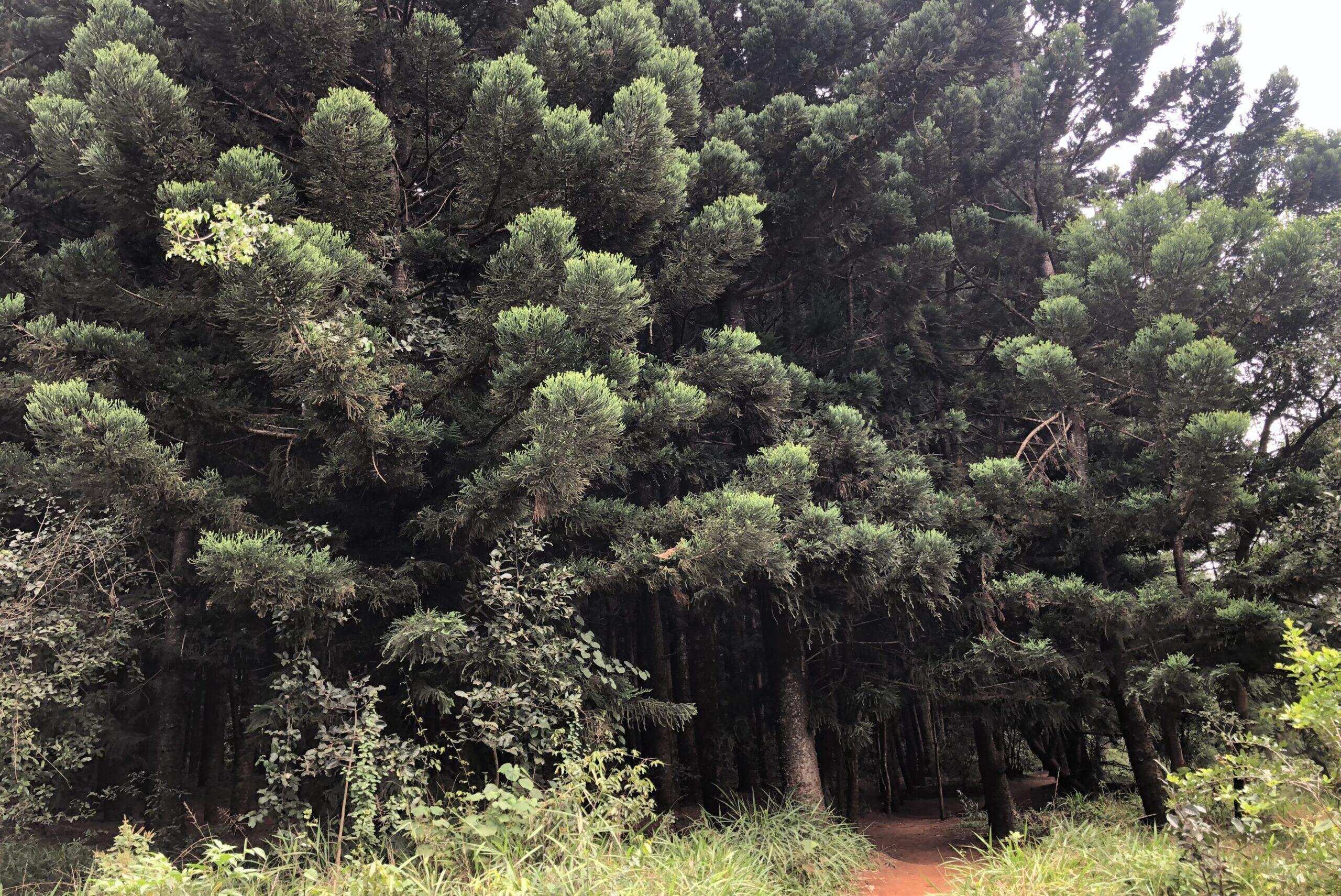 Forested_Section_within_Karura_Forest_(1)